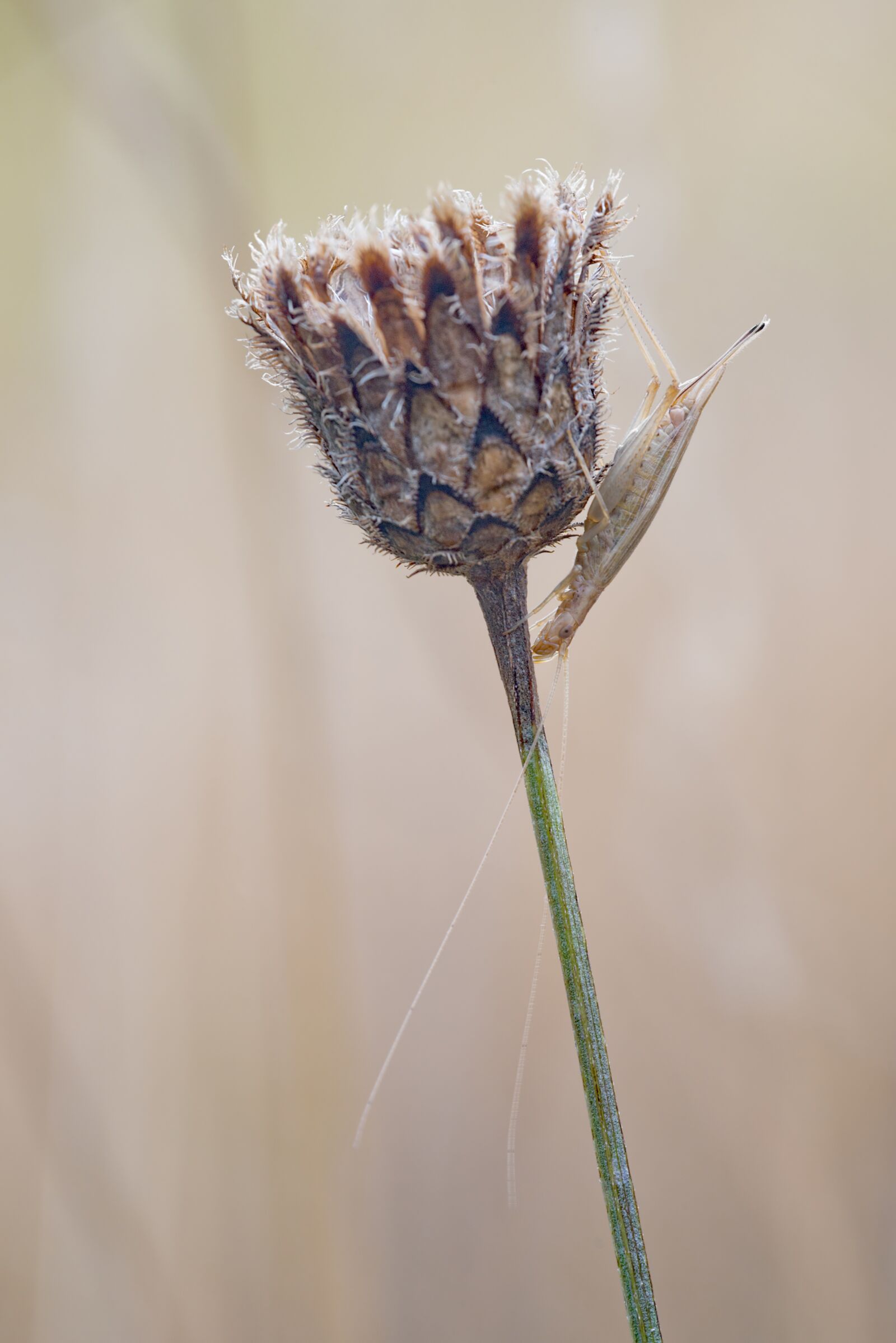 Nikon D750 sample photo. Wine chicken, macro, nature photography