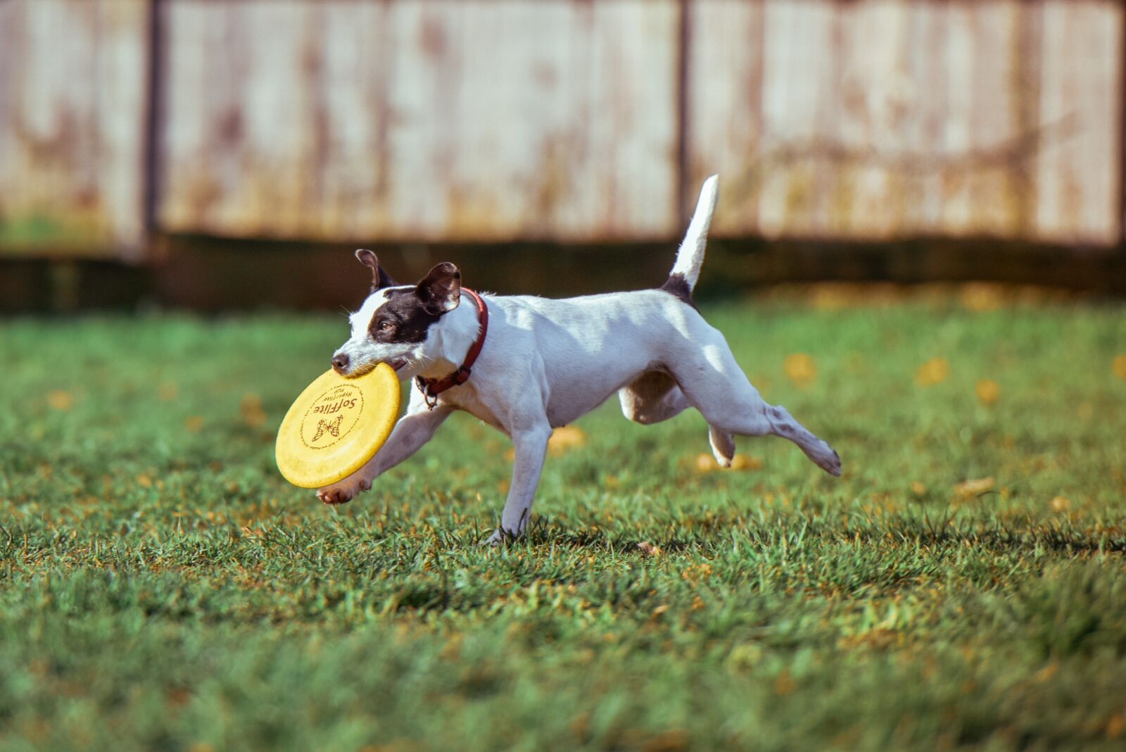 Nikon D810 sample photo. Adorable, animal, canine photography