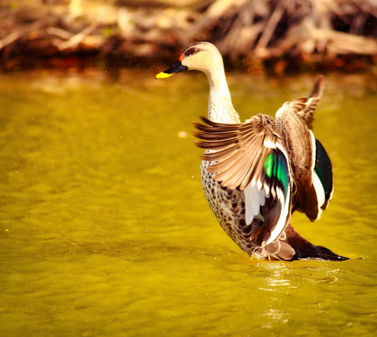 Canon EOS 700D (EOS Rebel T5i / EOS Kiss X7i) sample photo. Swan, duck, wildlife sanctuary photography