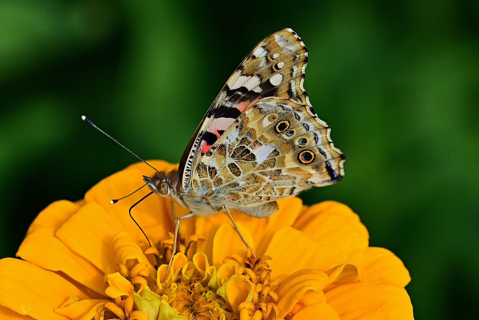 Nikon D5200 sample photo. Butterfly, little fox, zinnia photography