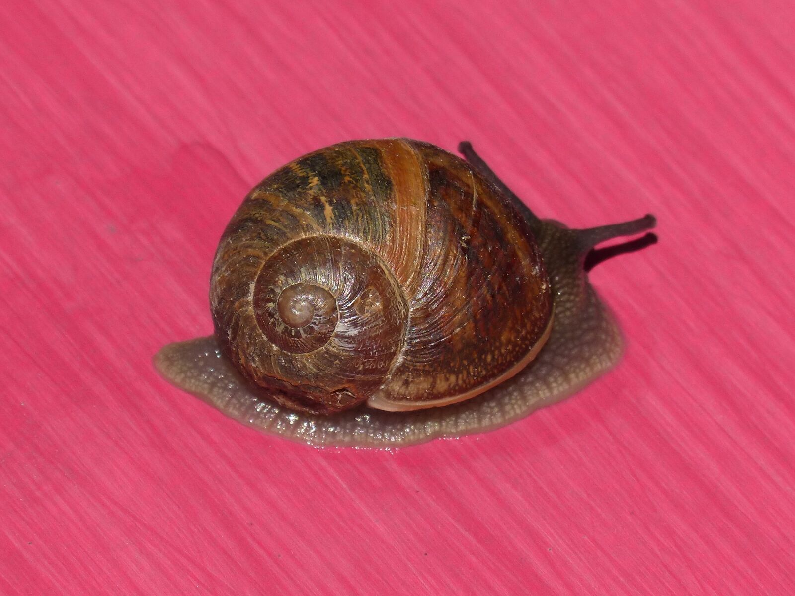 Panasonic DMC-FZ62 sample photo. Snail, pink background, magenta photography
