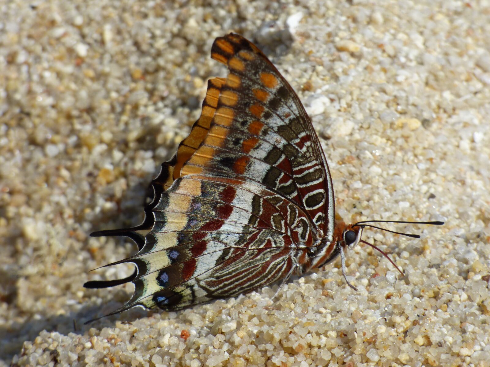 Panasonic DMC-FZ72 sample photo. Butterfly, beach, sand photography