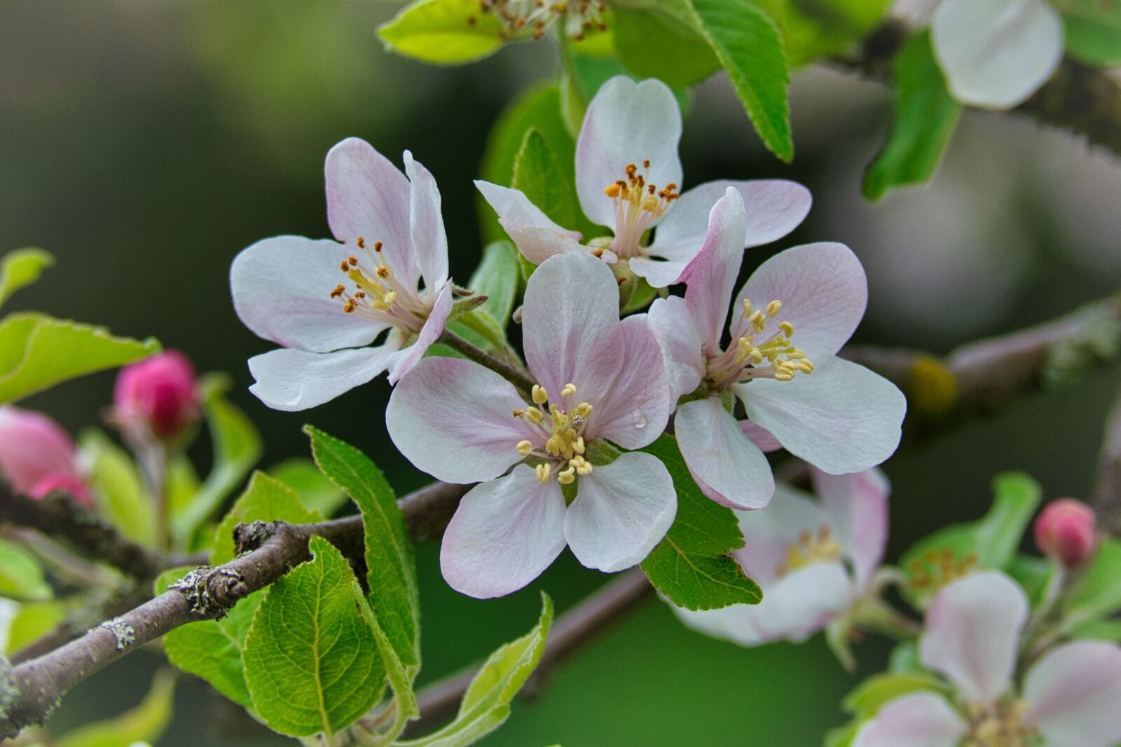 Nikon D7100 sample photo. Apple blossom, blossom, bloom photography
