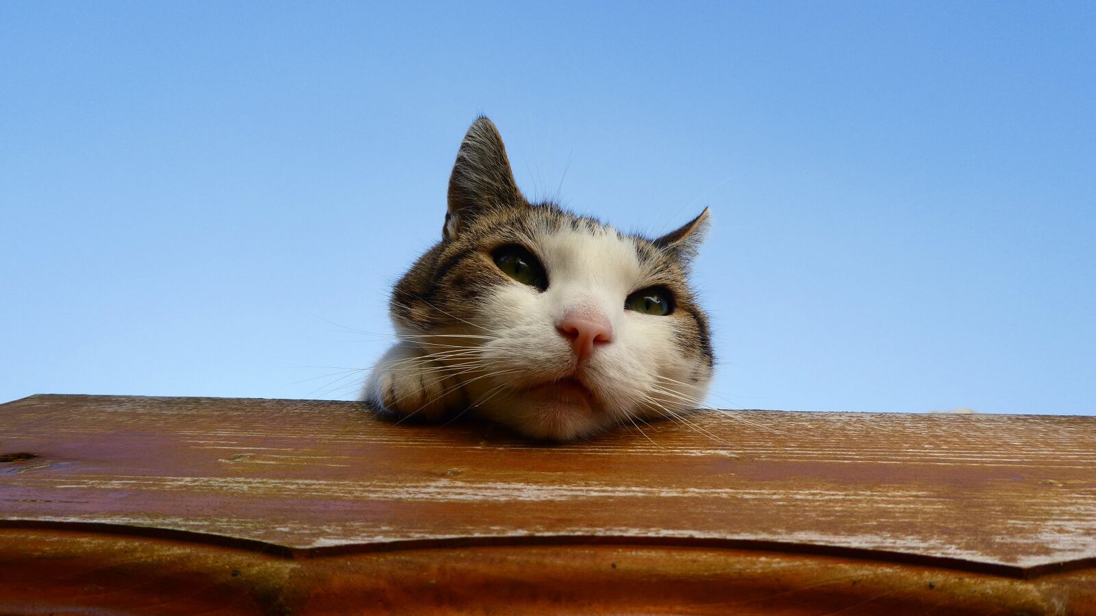 Panasonic DMC-TZ81 sample photo. Cat, animal, pet photography
