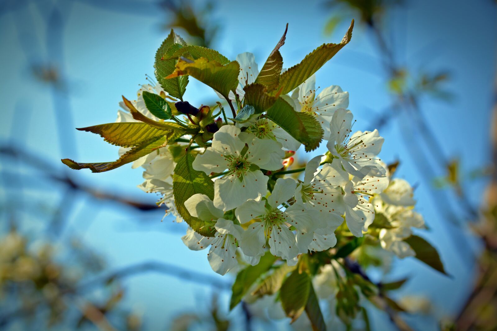 Nikon D5200 sample photo. Cherry blossom, blossom, bloom photography