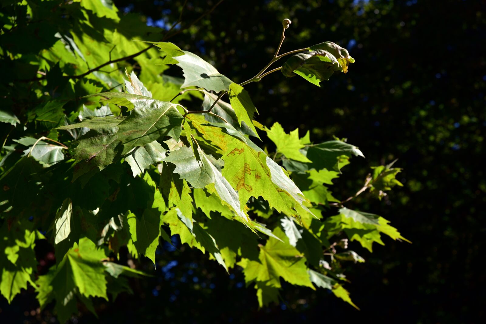 Nikon D750 sample photo. Maple, leaves, maple leaves photography