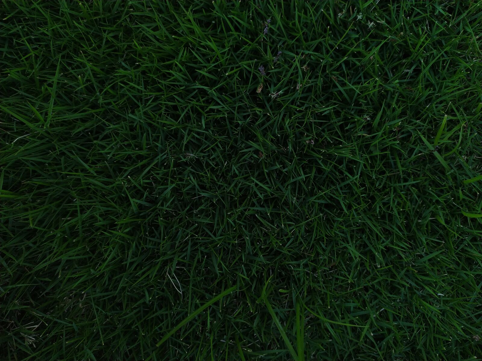 Xiaomi Redmi Note 7 sample photo. Abstract, background, carpet photography