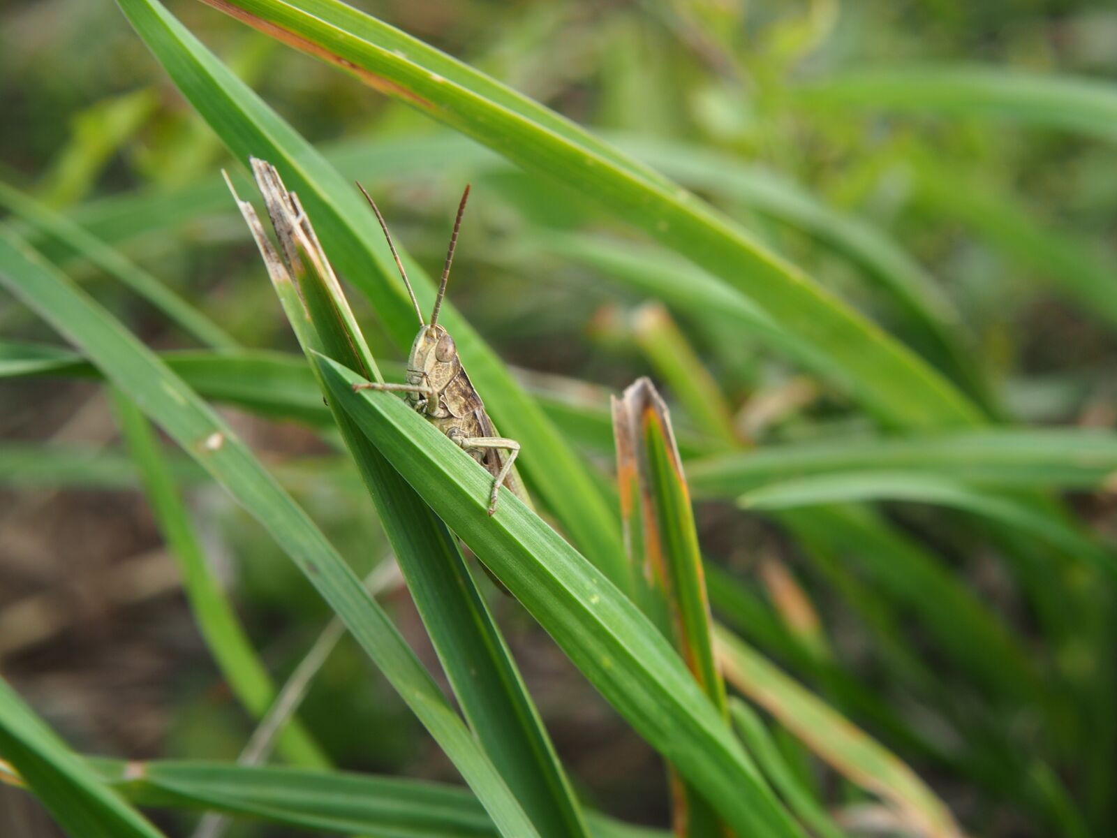 Olympus OM-D E-M10 sample photo. Grasshopper, grass, blade of photography