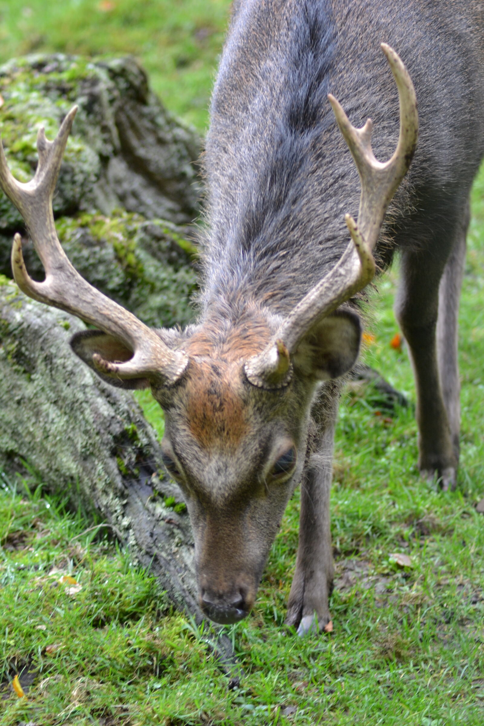 Nikon D3100 sample photo. Animal, park, antler, carrier photography