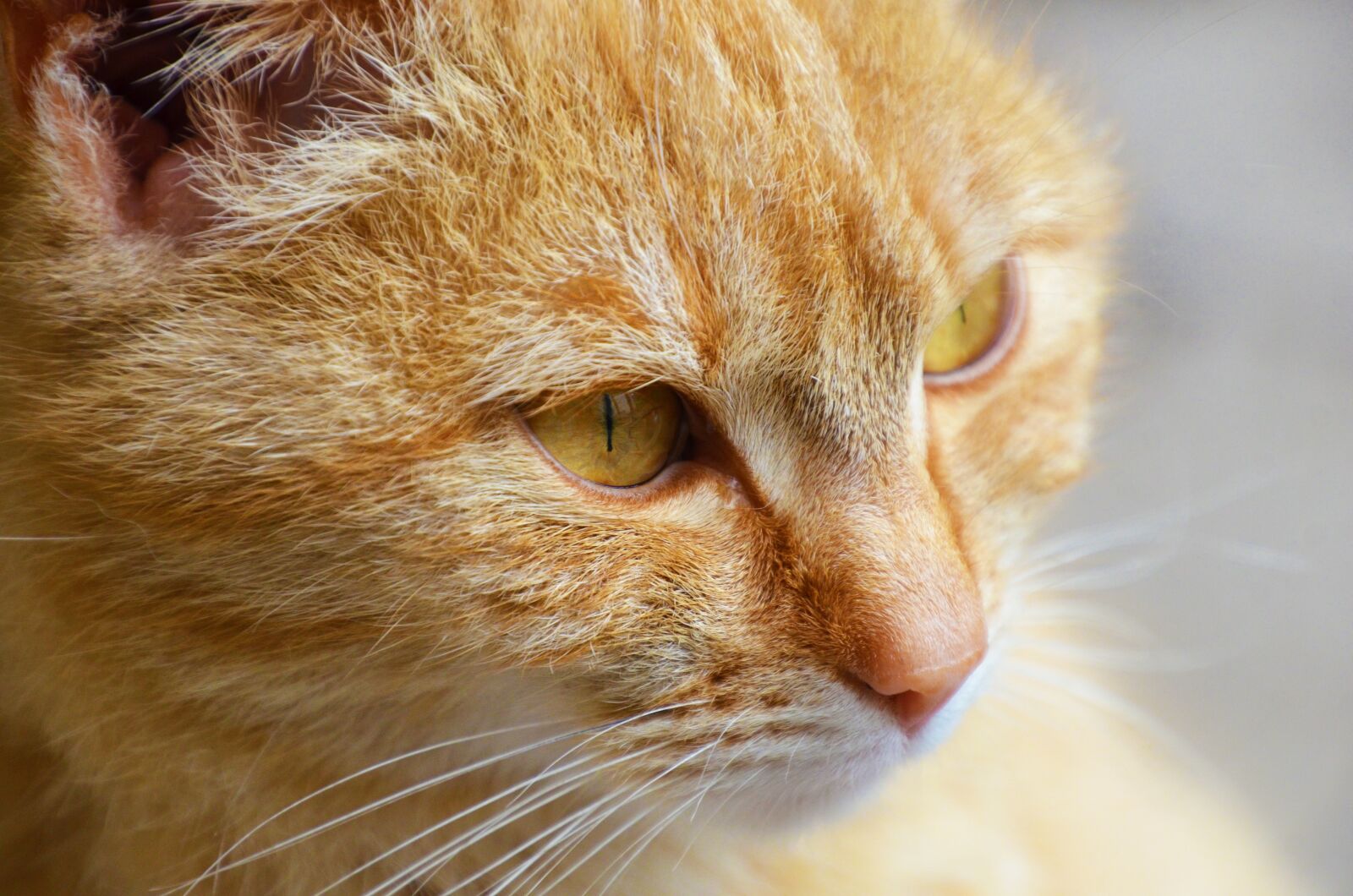 Nikon D7000 sample photo. Cat, portrait, kitten photography