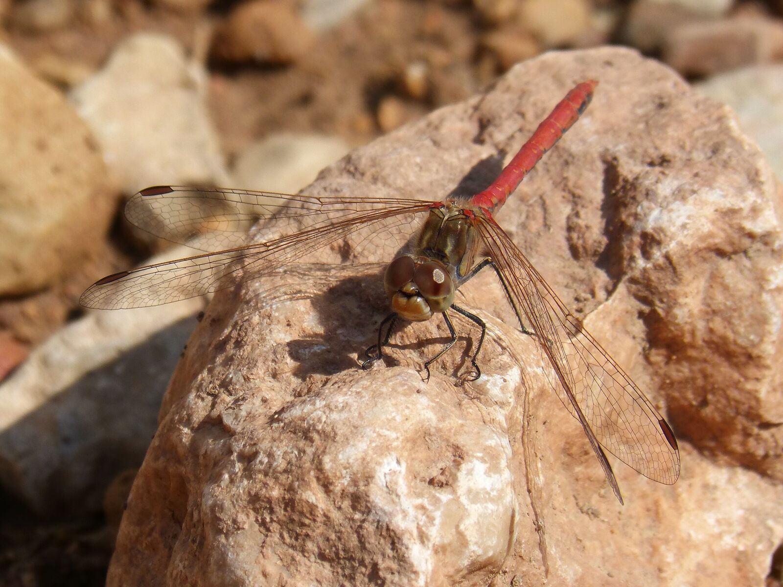 Panasonic DMC-FZ62 sample photo. Dragonfly, sympetrum striolatum, red photography