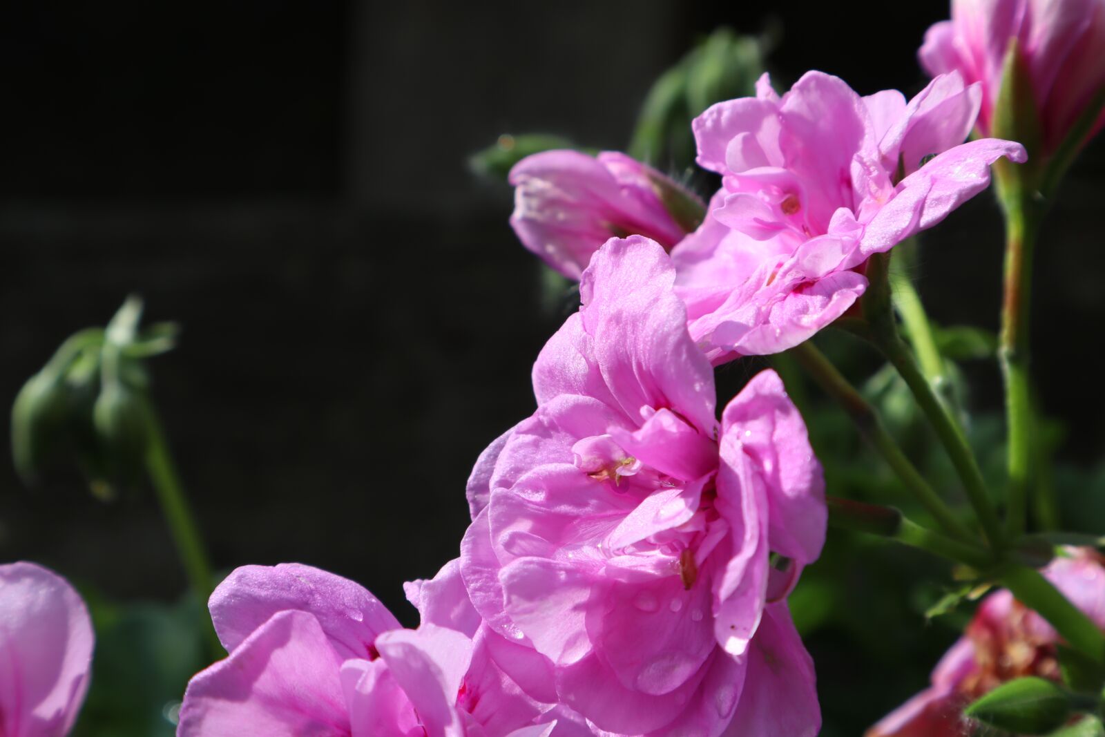 Canon EOS M50 (EOS Kiss M) sample photo. Flower, plant, flora photography