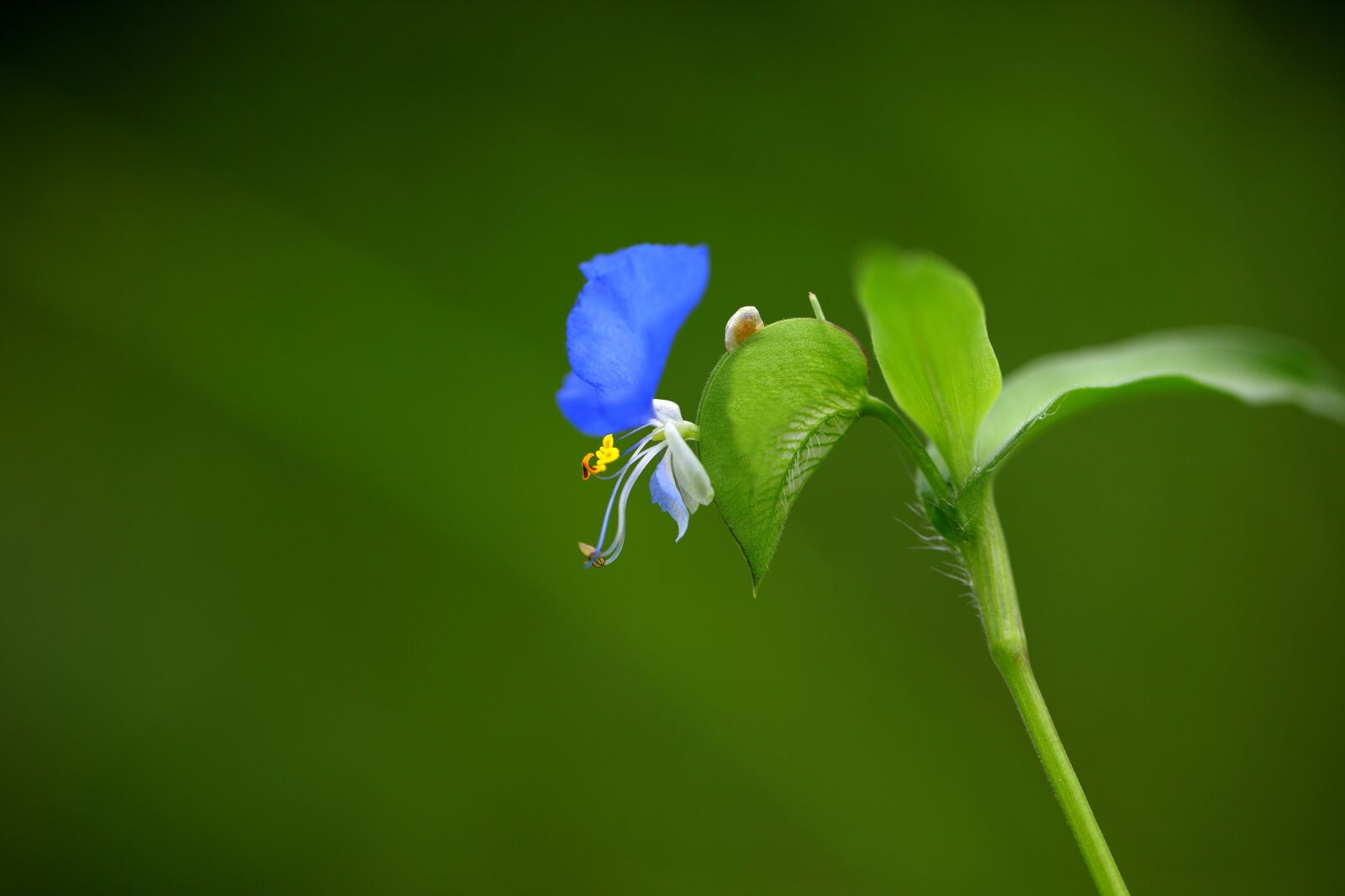 Canon EOS 5D Mark II sample photo. Nature, leaf, some people photography