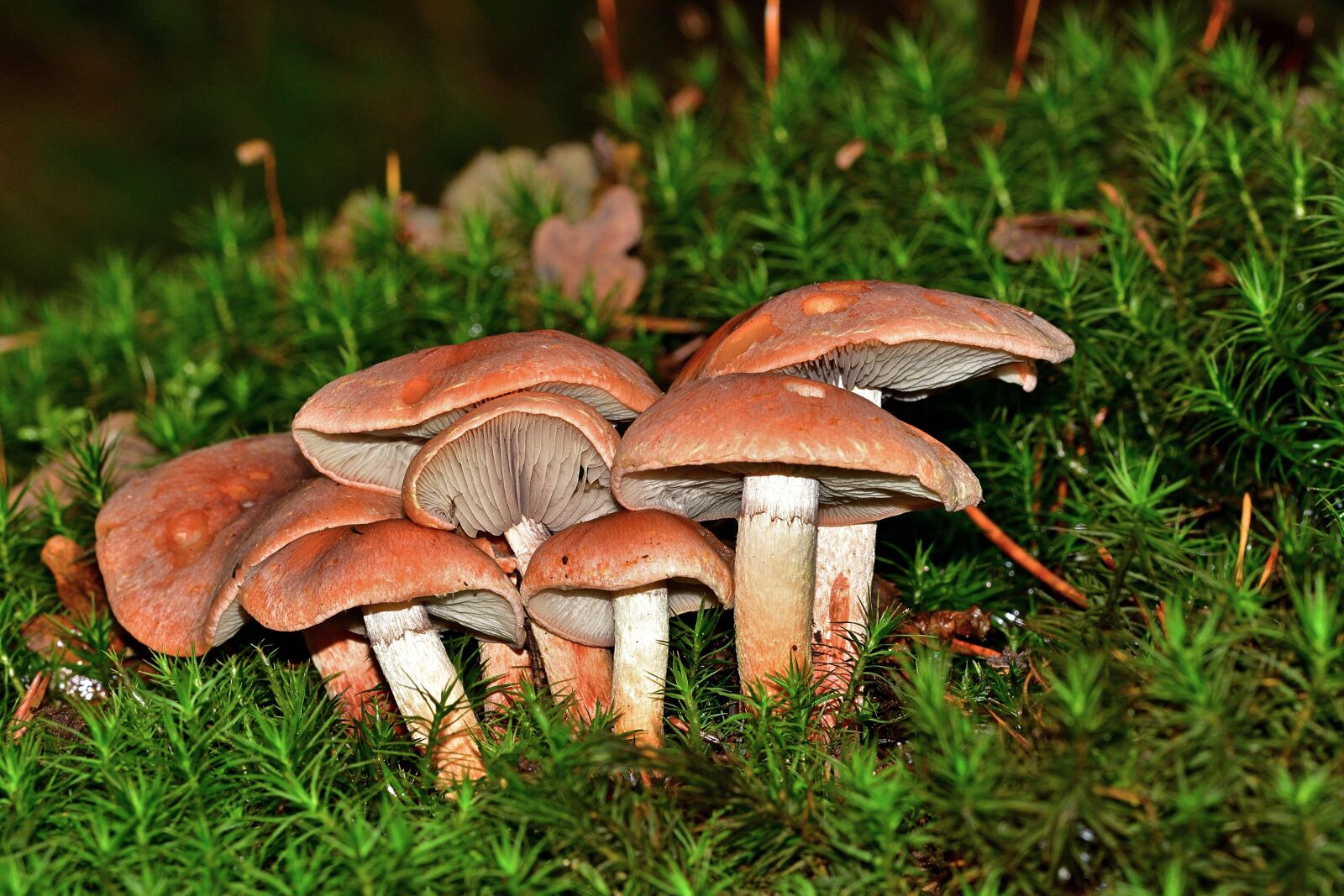 Nikon D5200 sample photo. Forest, mushrooms, moss photography