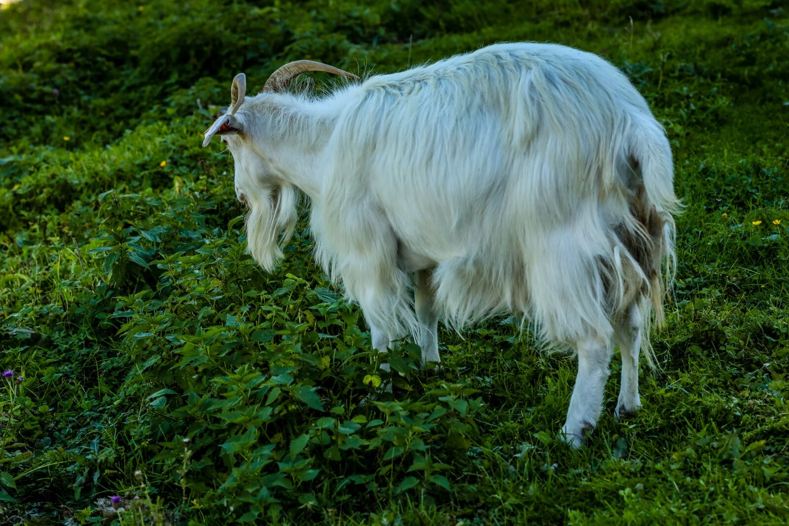 Canon EF 135mm F2L USM sample photo. Goat, horns, farm photography