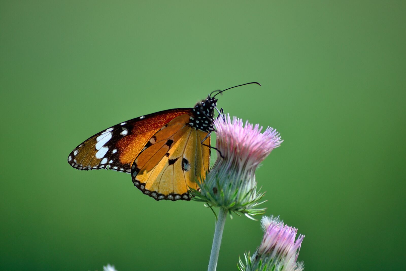 Nikon D3100 sample photo. Butterfly, green, nature photography