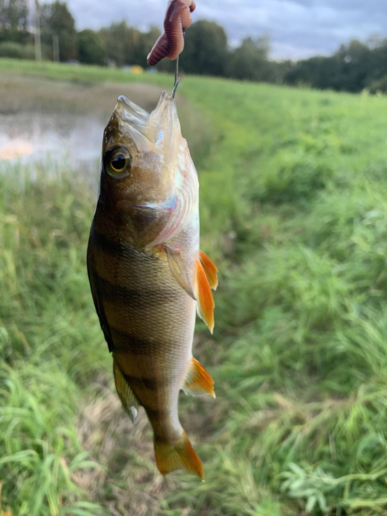 Apple iPhone XS sample photo. Fish, nature, perch photography