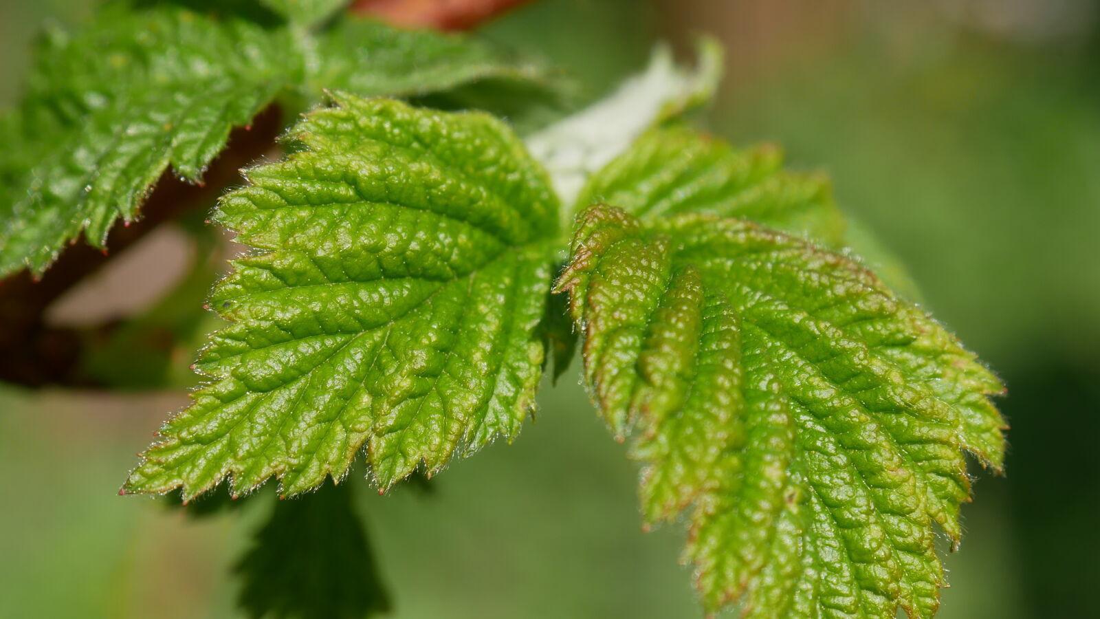 Panasonic Lumix DMC-GX85 (Lumix DMC-GX80 / Lumix DMC-GX7 Mark II) sample photo. Leaf photography
