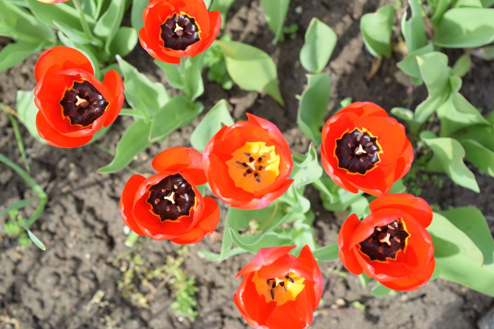 Nikon D5300 sample photo. Tulip, tulips, spring photography