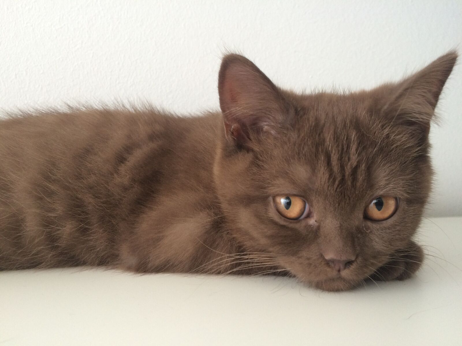 iPhone 5s back camera 4.15mm f/2.2 sample photo. Cat, animal, pet photography