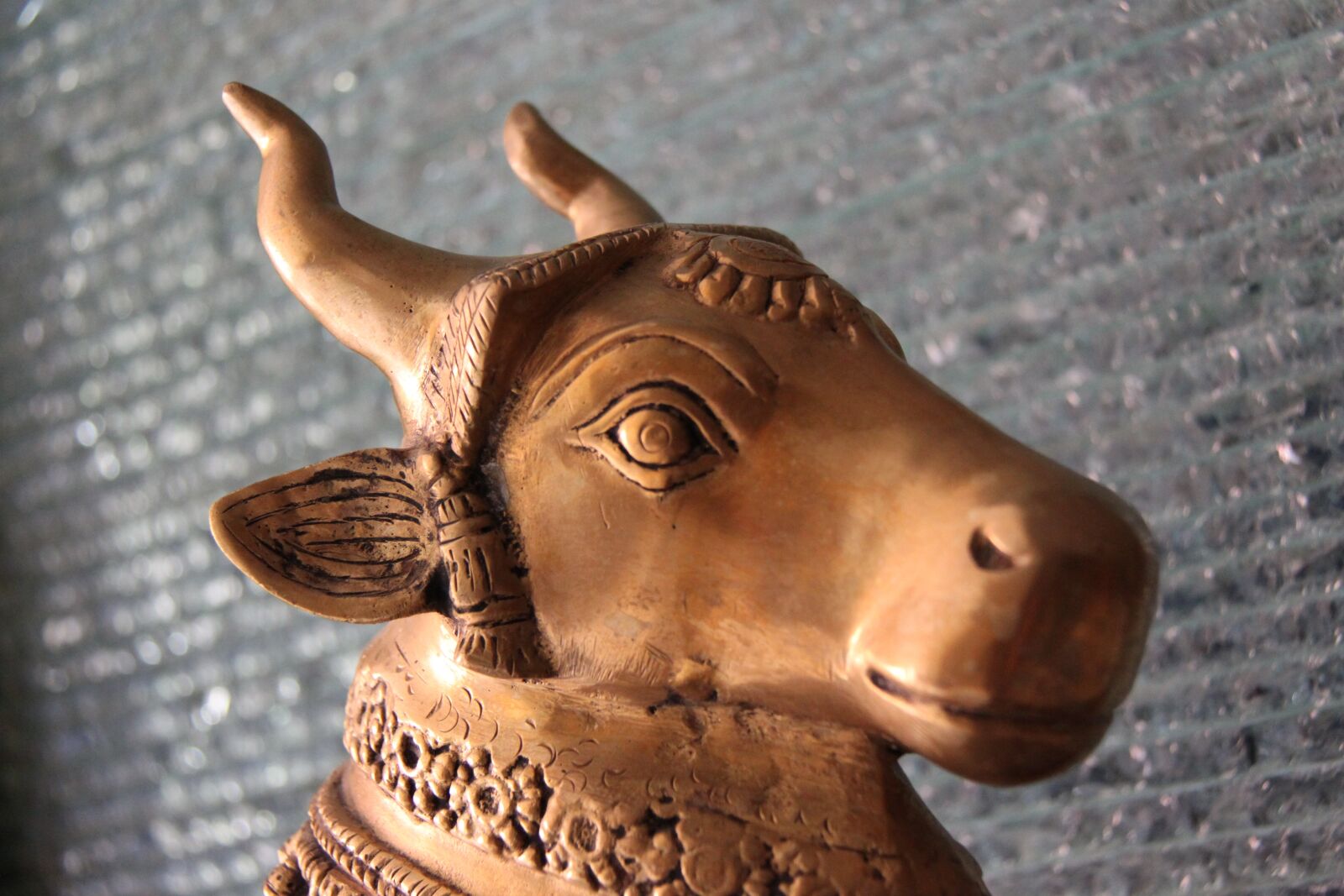 Canon EOS 500D (EOS Rebel T1i / EOS Kiss X3) sample photo. Bull, cow, animal photography
