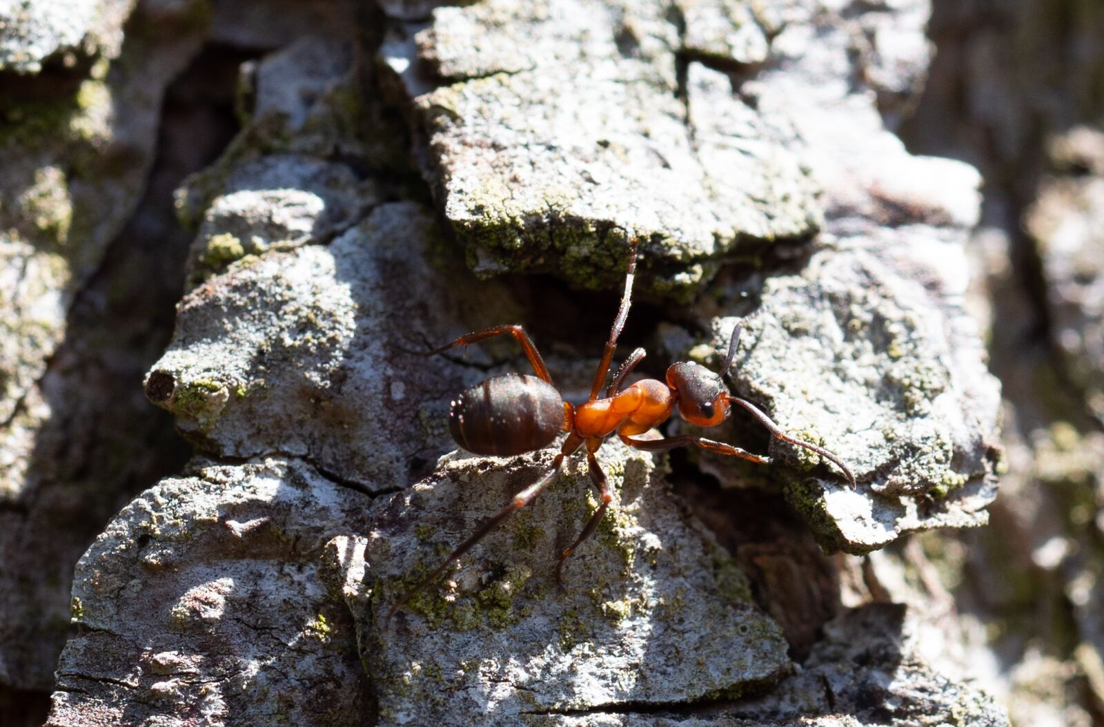 Olympus M.Zuiko Digital ED 60mm F2.8 Macro sample photo. Red wood ant, ant photography