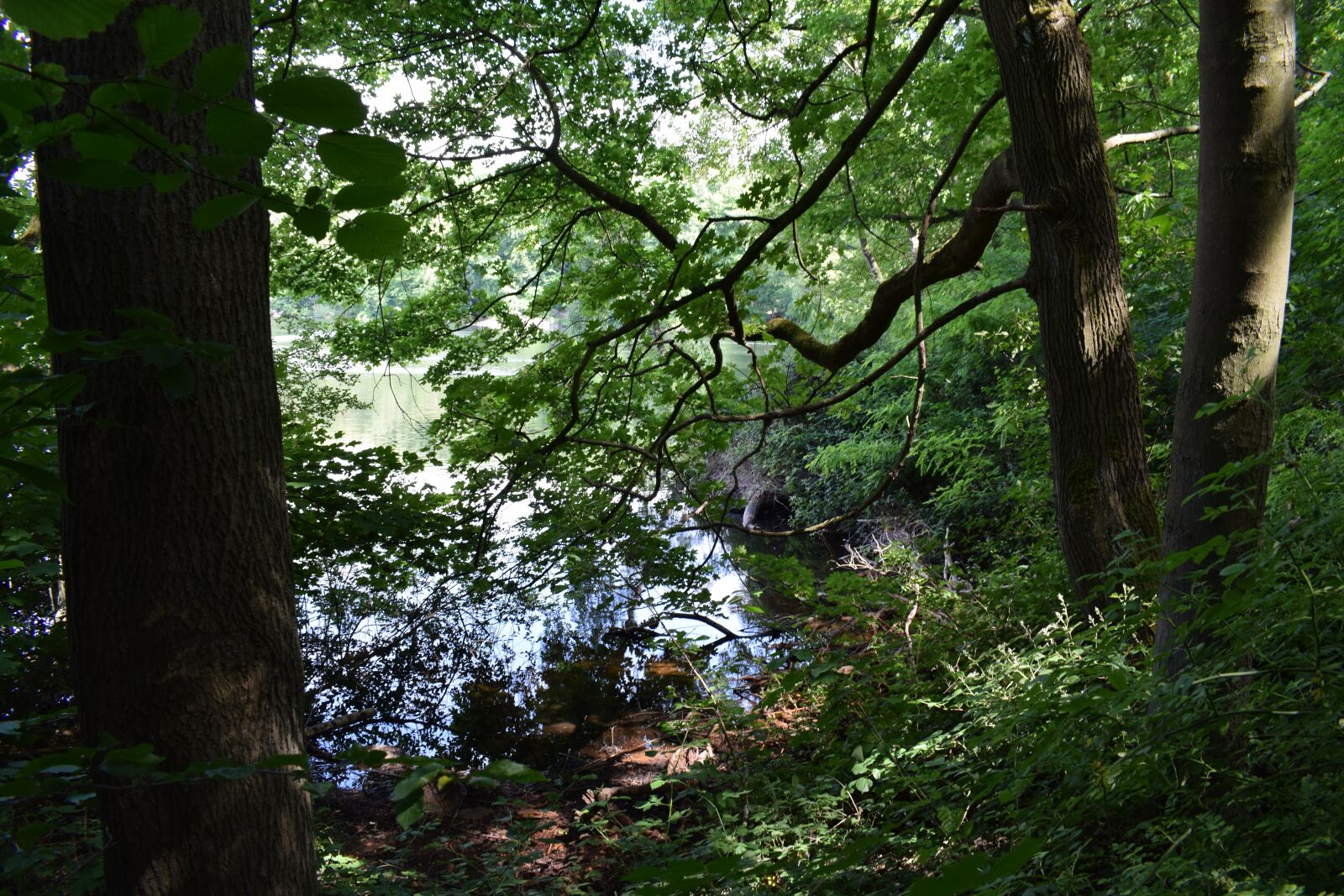 Nikon D5300 sample photo. Forest, wood, trees photography
