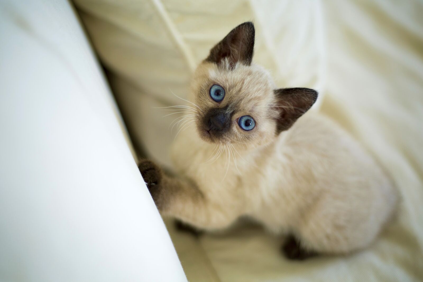 Canon EOS 5D Mark III sample photo. Cute, pet, home photography