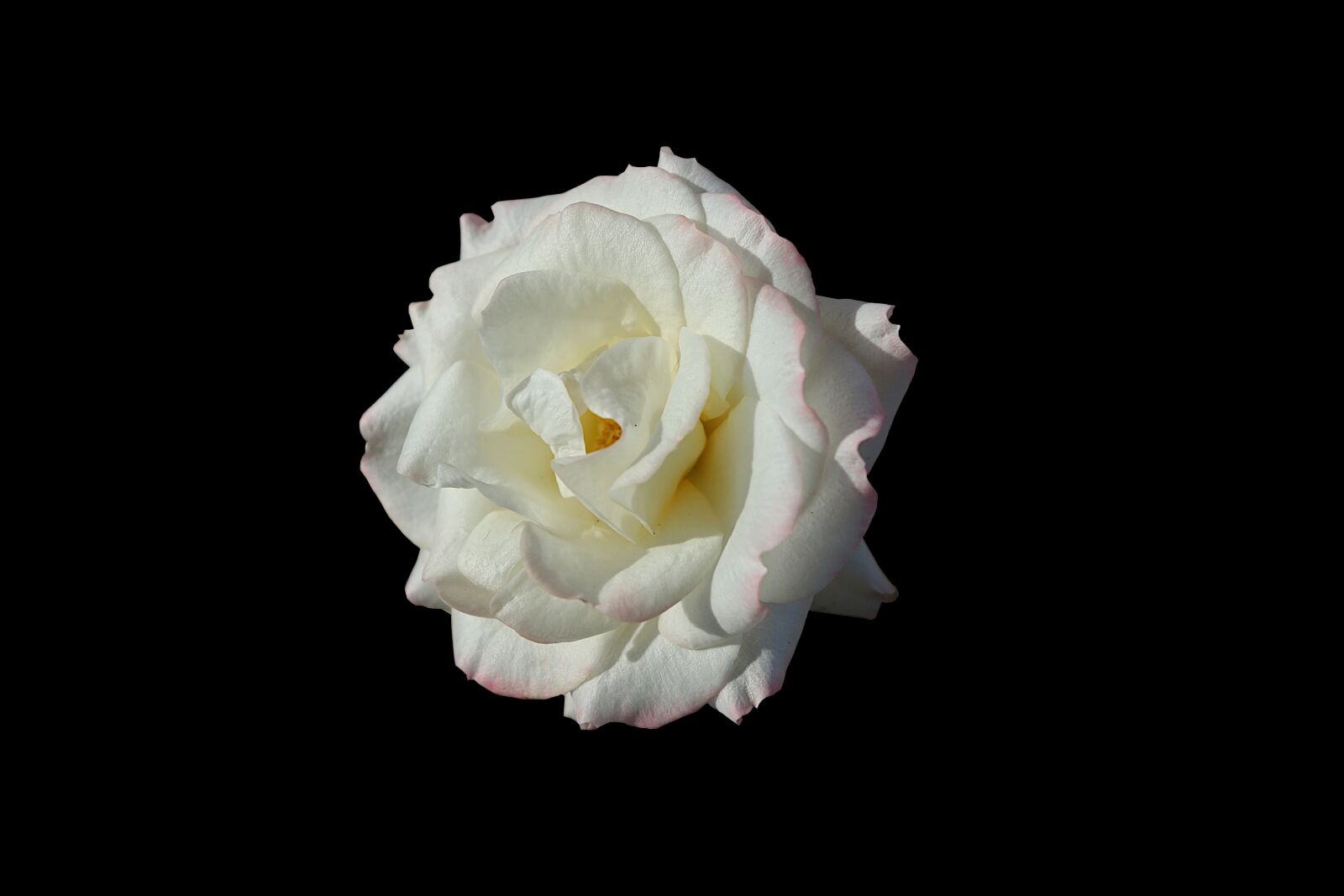 Canon PowerShot G1 X Mark III sample photo. Flower, pink, white photography