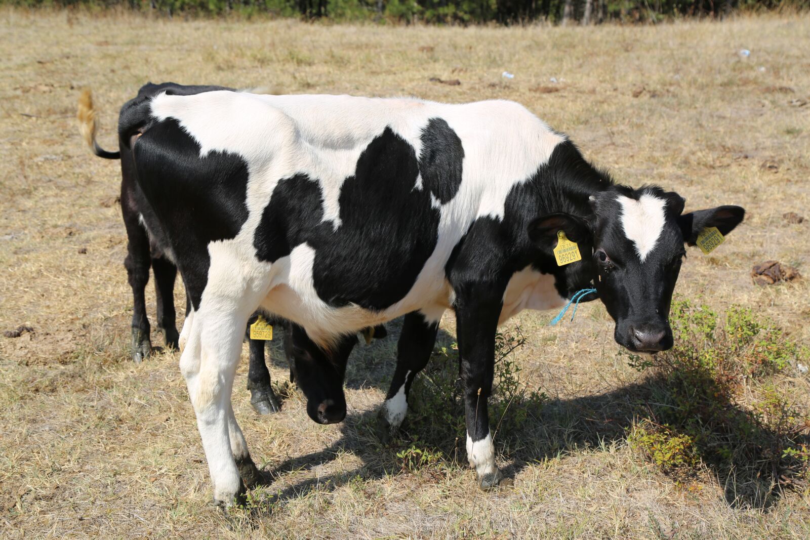 Canon EF 24-105mm F4L IS USM sample photo. Cattle, cow, dana photography