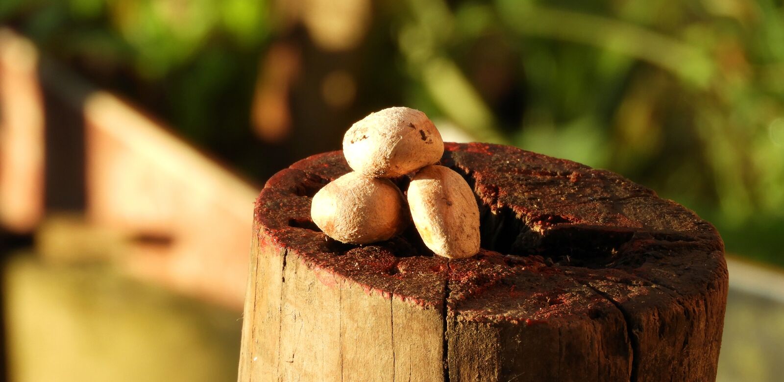 Nikon Coolpix B700 sample photo. Nature, seeds, the field photography
