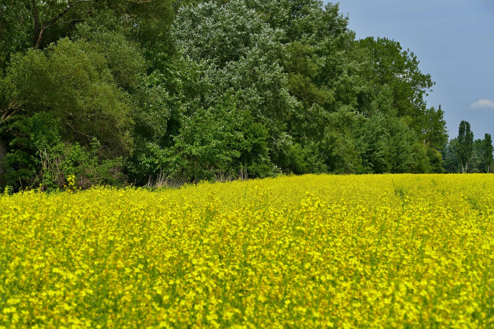 Panasonic Lumix DMC-FZ1000 sample photo. Colza, rape, blooming flowers photography