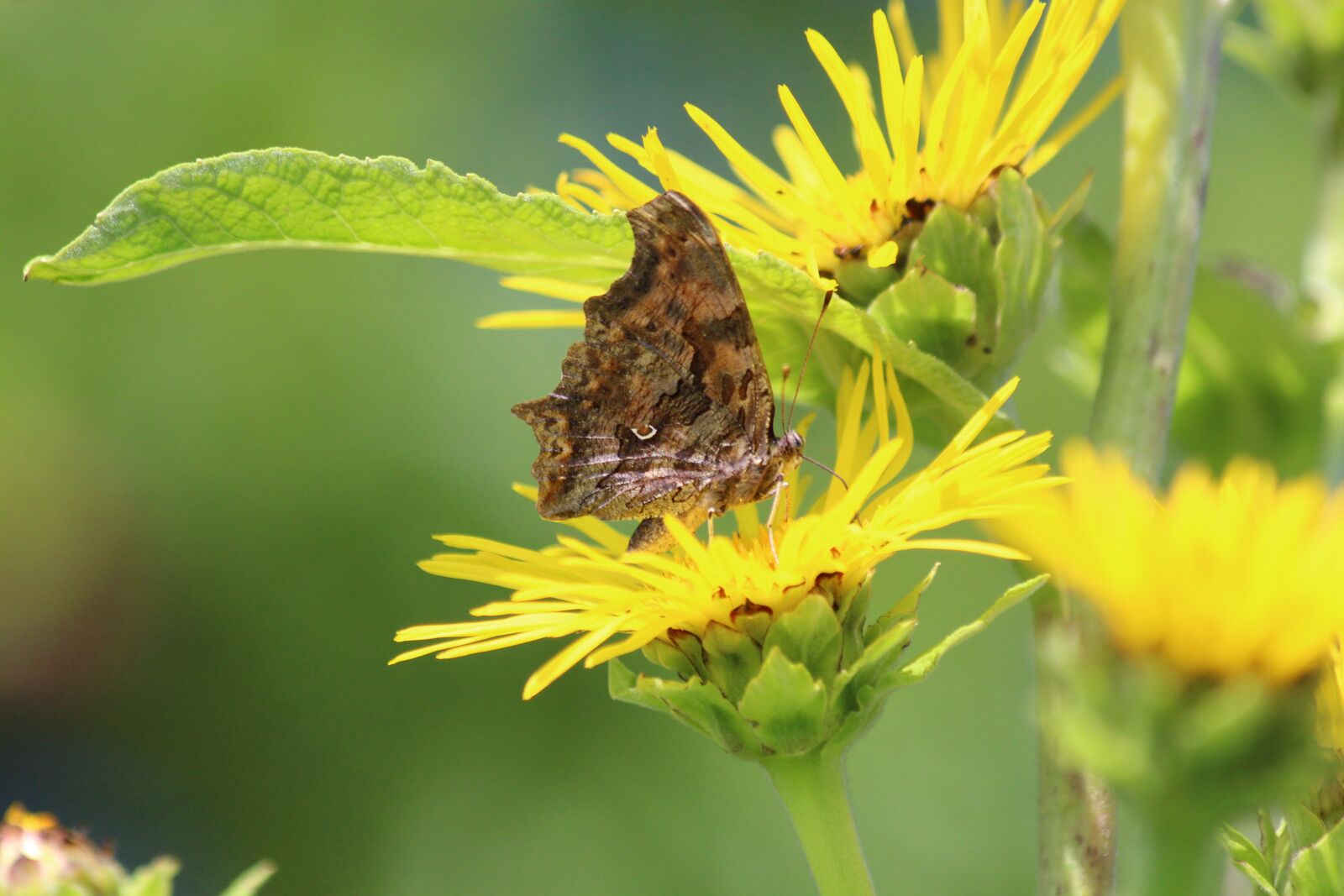 Canon EOS 650D (EOS Rebel T4i / EOS Kiss X6i) sample photo. Butterfly, elecampane, inula helenium photography