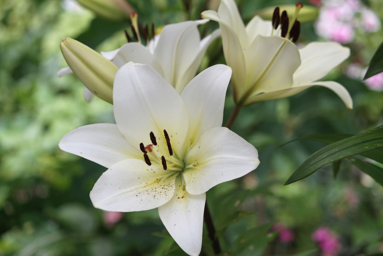 Canon EOS 7D sample photo. Flower, nature, plant photography