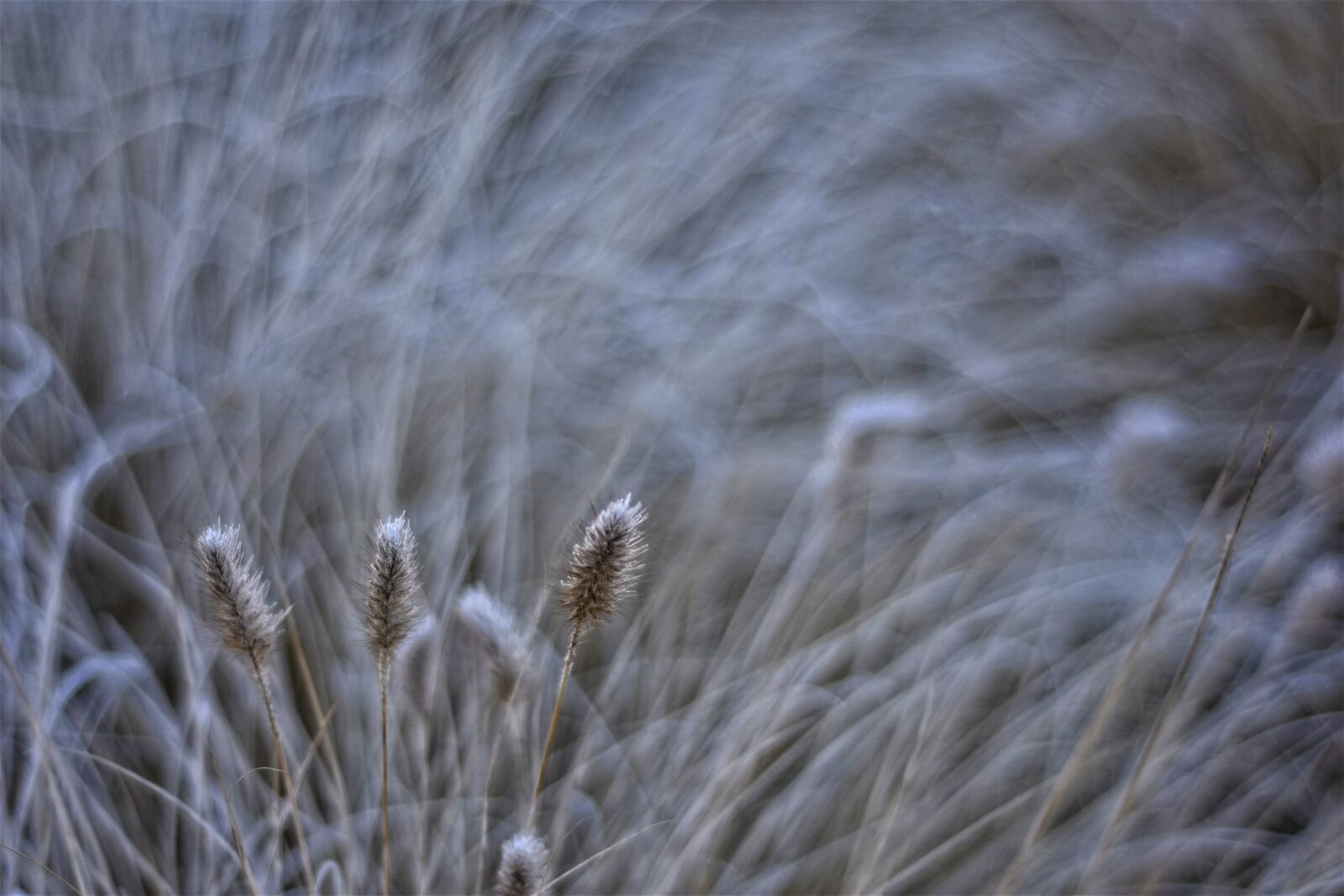 Nikon D7200 sample photo. Frost, winter, cold photography
