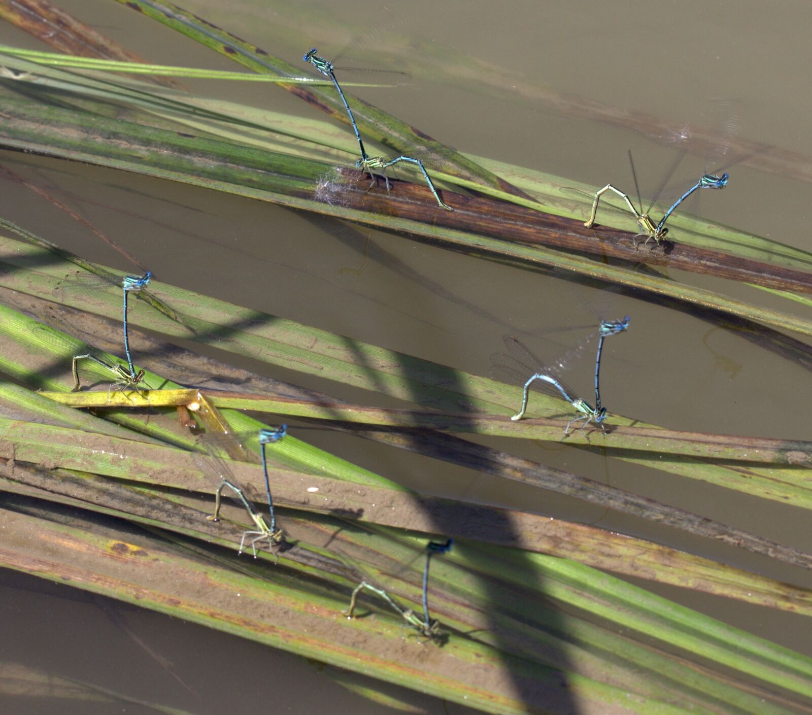 Canon EOS 700D (EOS Rebel T5i / EOS Kiss X7i) sample photo. Dragonflies, mating, water photography