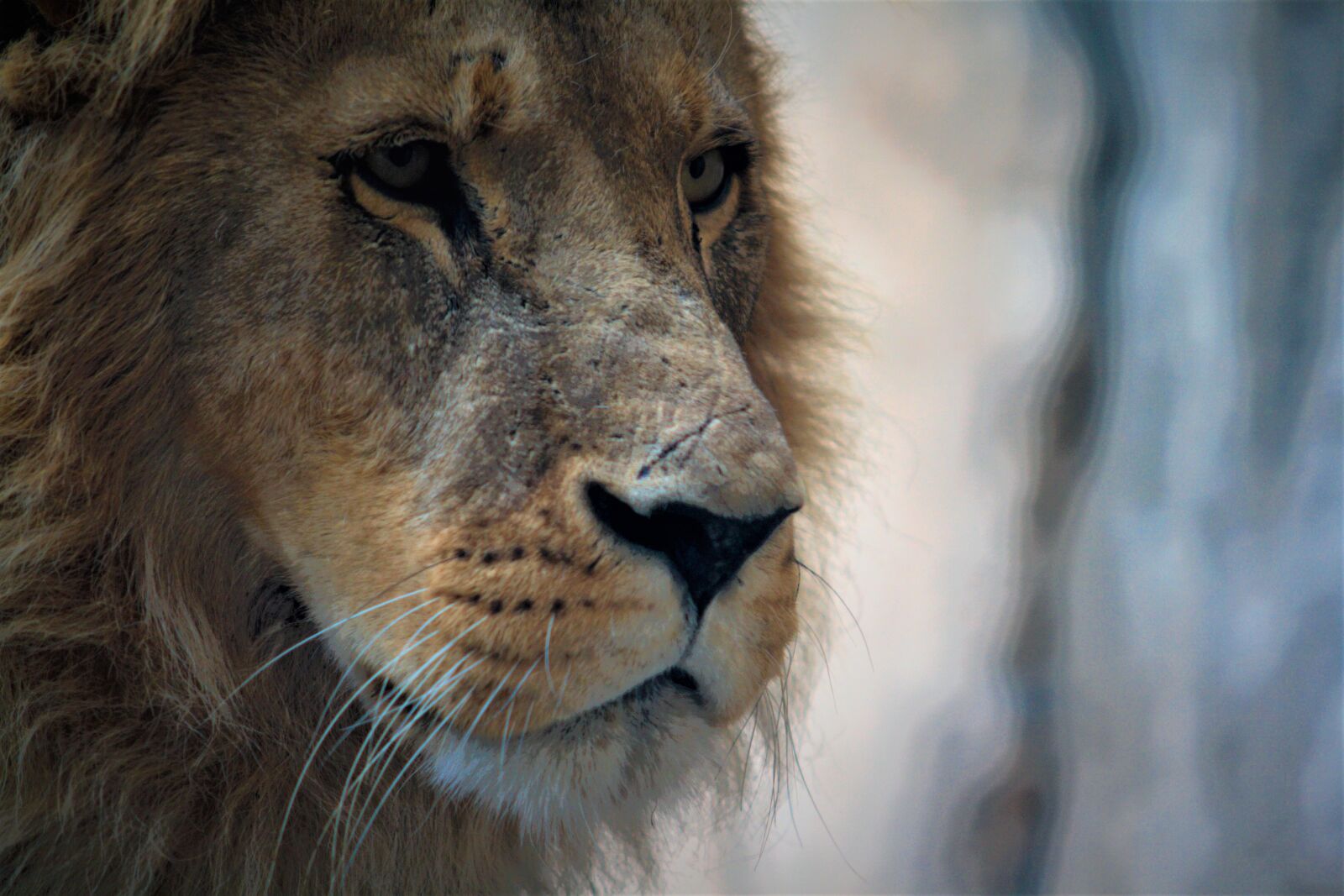 Canon EOS 400D (EOS Digital Rebel XTi / EOS Kiss Digital X) sample photo. Lion, animal, wildlife photography