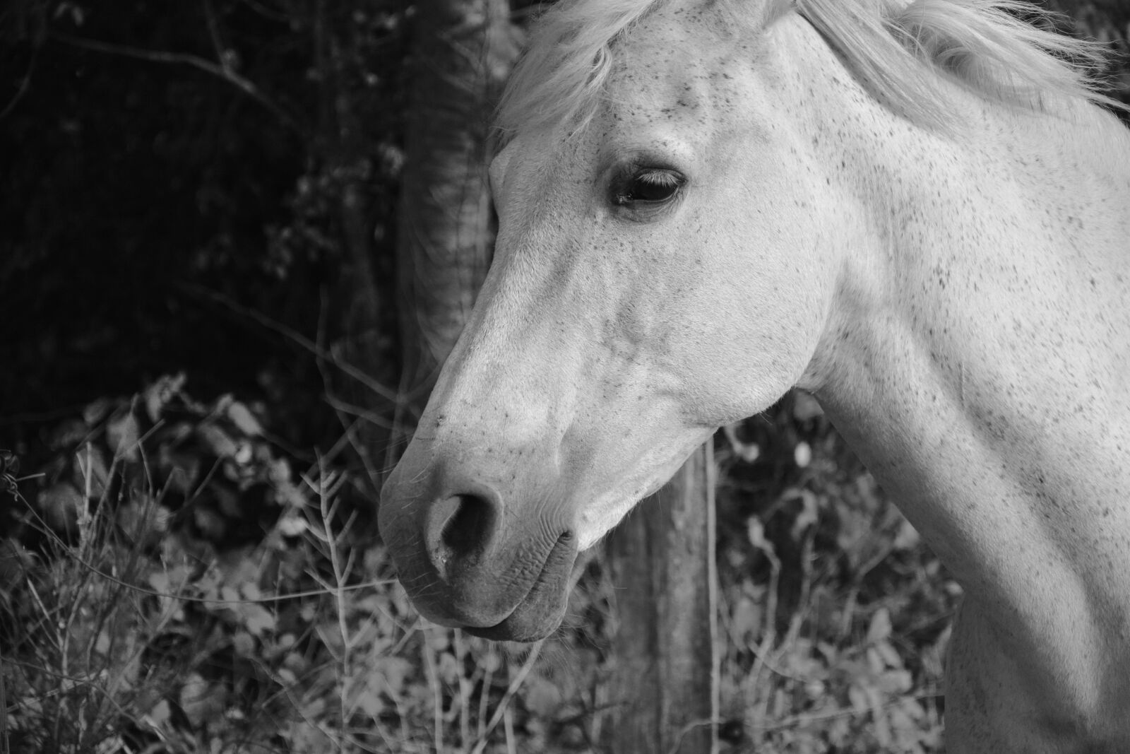 Nikon D5200 sample photo. Horse, nostril, eye photography