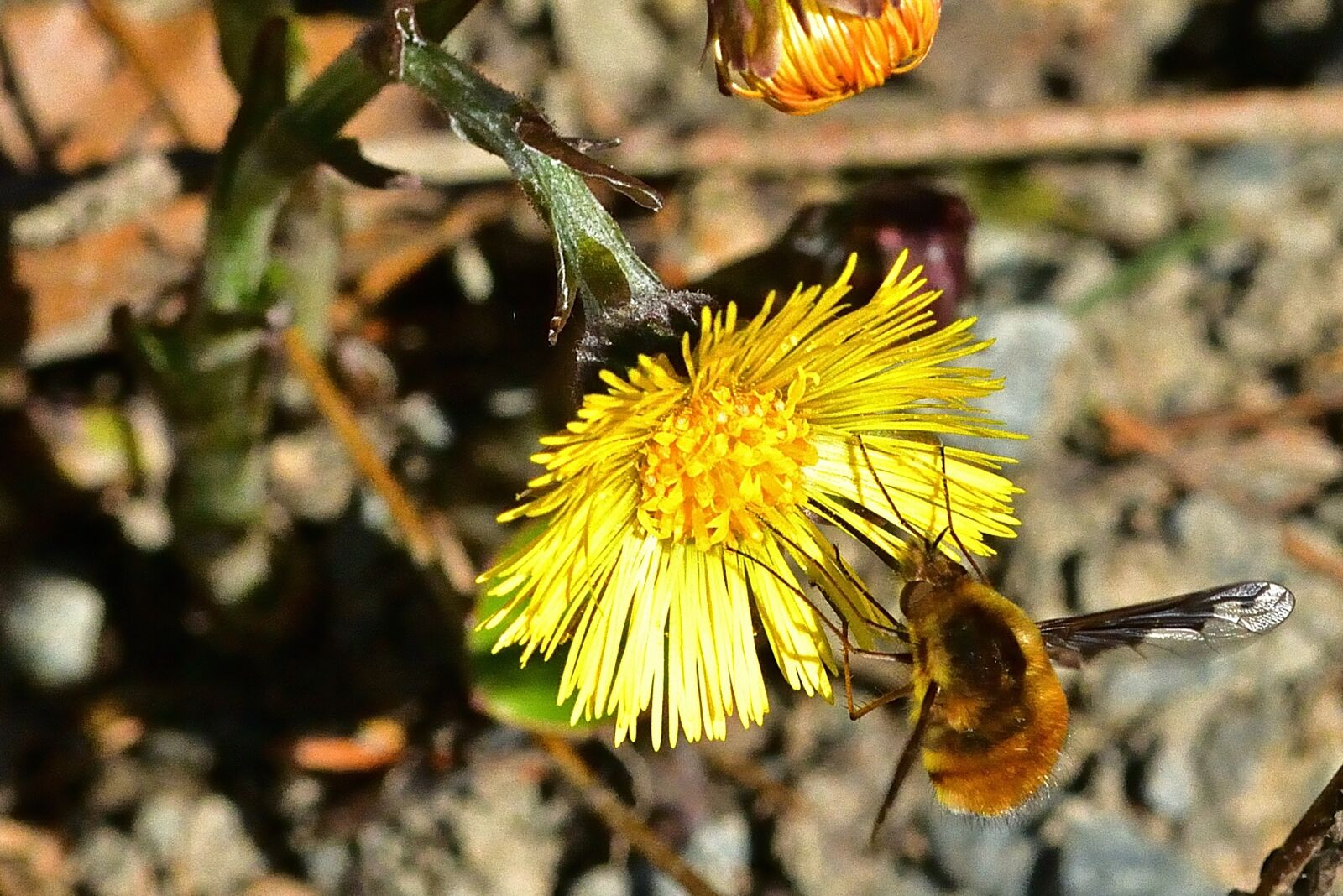 Nikon D5200 sample photo. Nature, bombyliidae, tussilago farfara photography