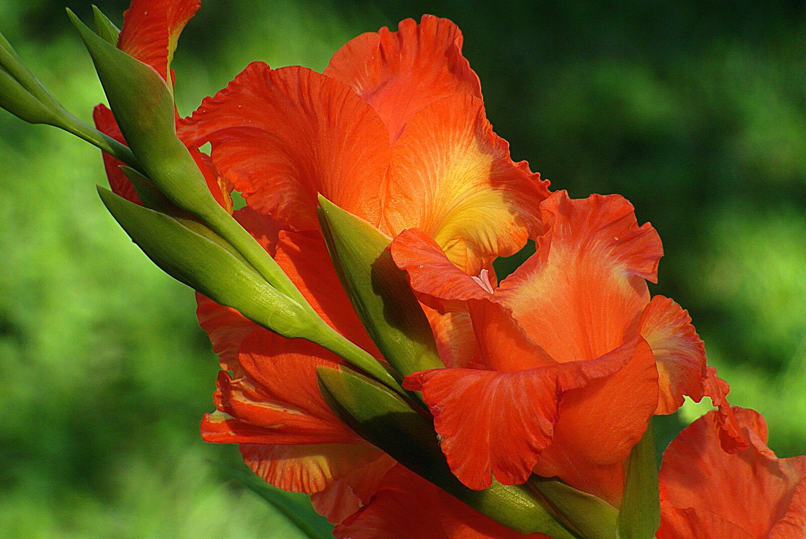 Samsung WB750 sample photo. Gladiolus, flower, red photography