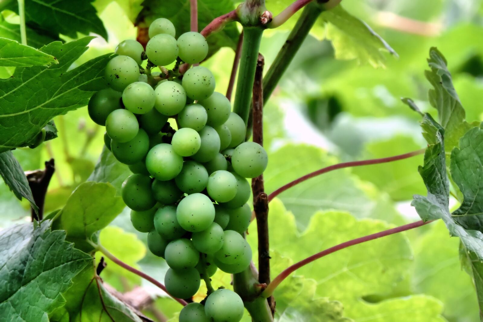 Nikon Coolpix P520 sample photo. Grapes, green, immature photography