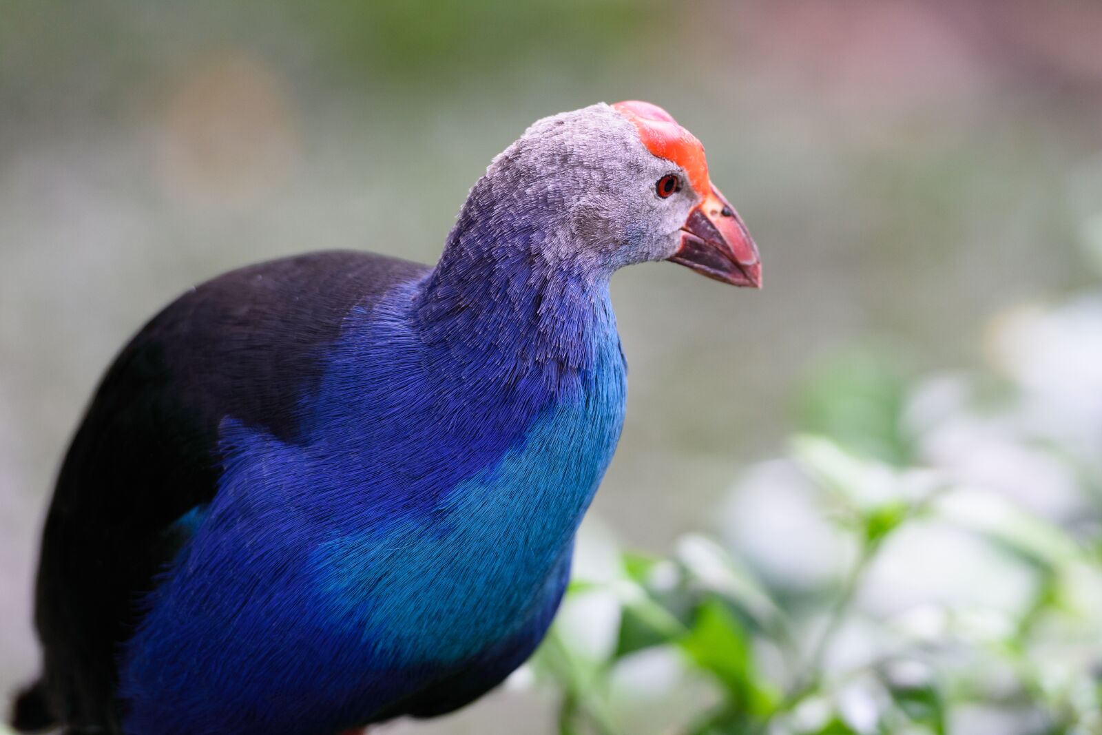 Nikon D3400 sample photo. Bird, animal, feather photography