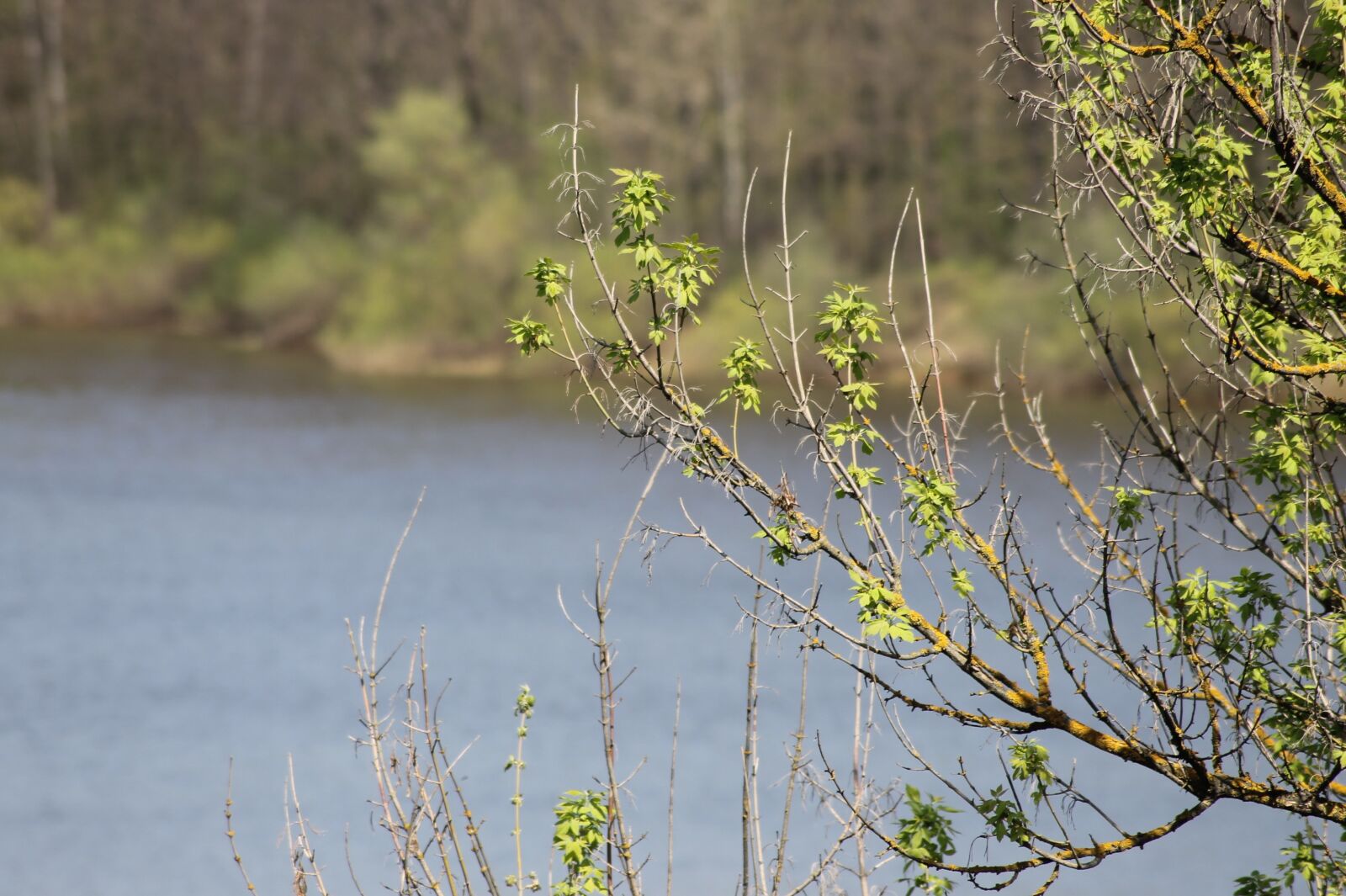 Canon EOS 1100D (EOS Rebel T3 / EOS Kiss X50) sample photo. Spring, trees, river photography