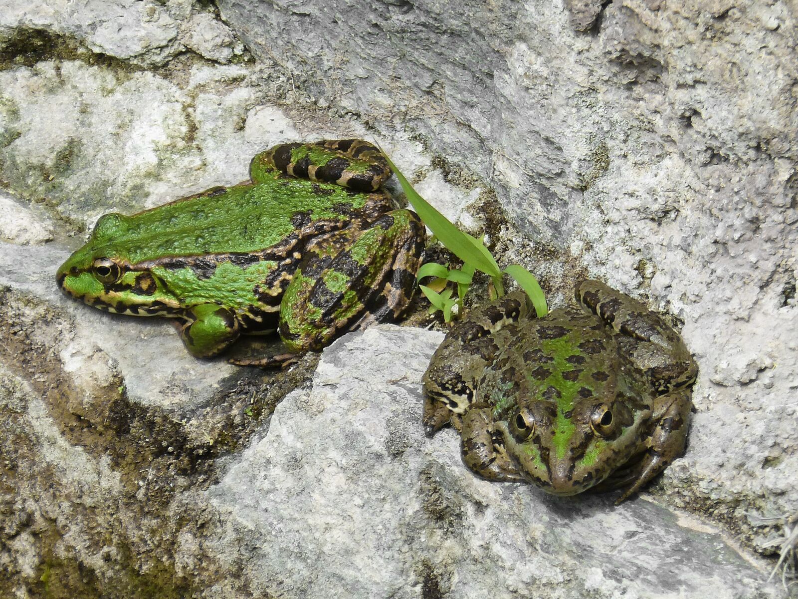 Panasonic DMC-FZ62 sample photo. Frogs, batrachian, couple photography