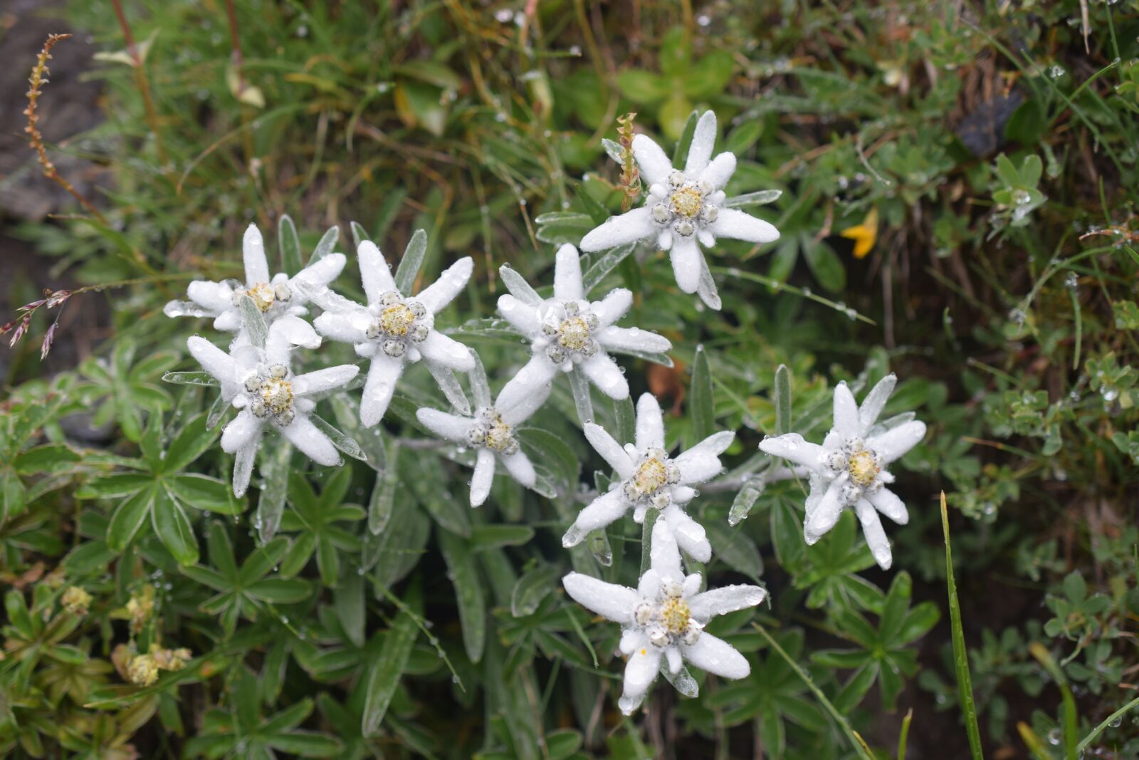 Nikon D5300 sample photo. Edelweiss, flowers, white photography