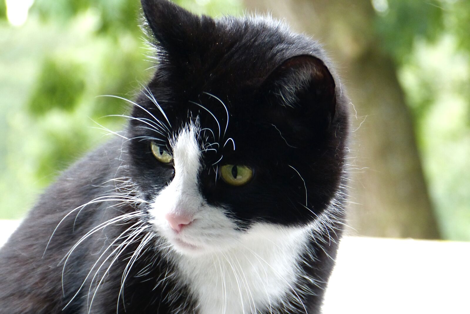 Panasonic Lumix DMC-FZ150 sample photo. Cat, black, white photography