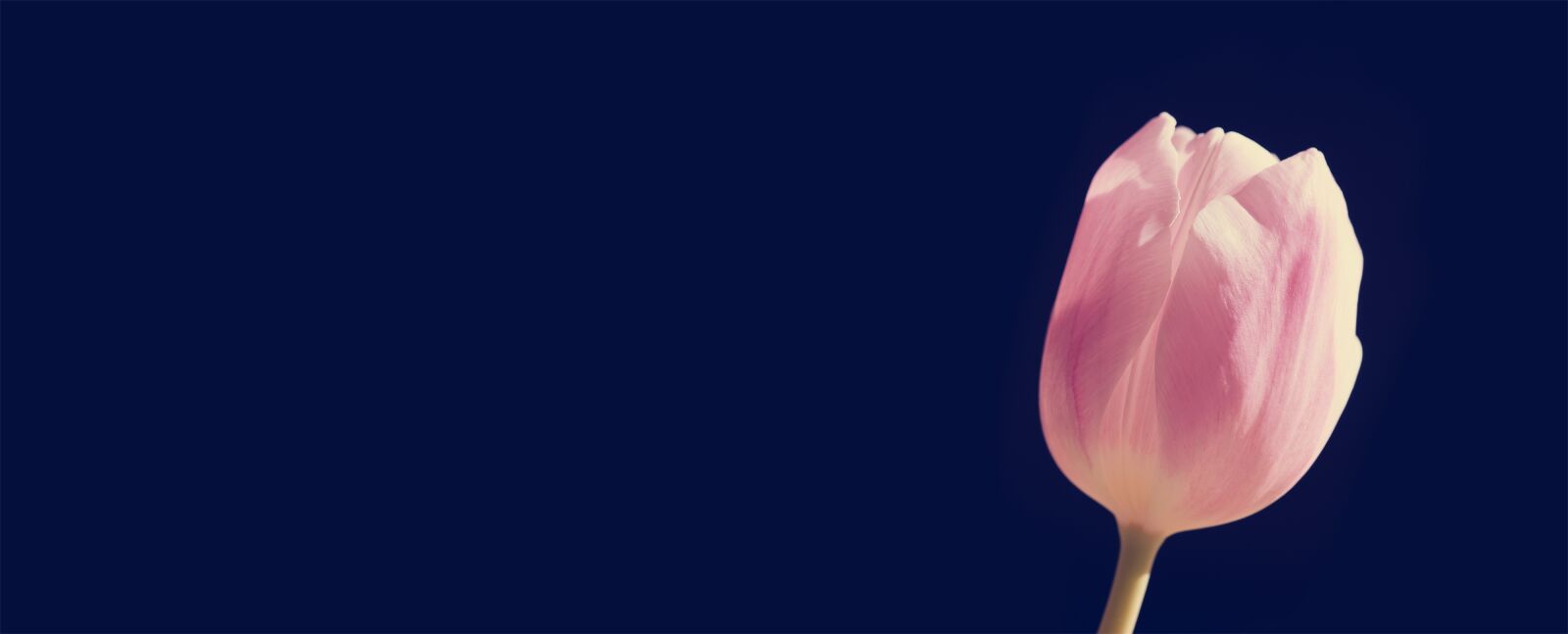 Nikon D750 sample photo. Tulip, flower, pink photography