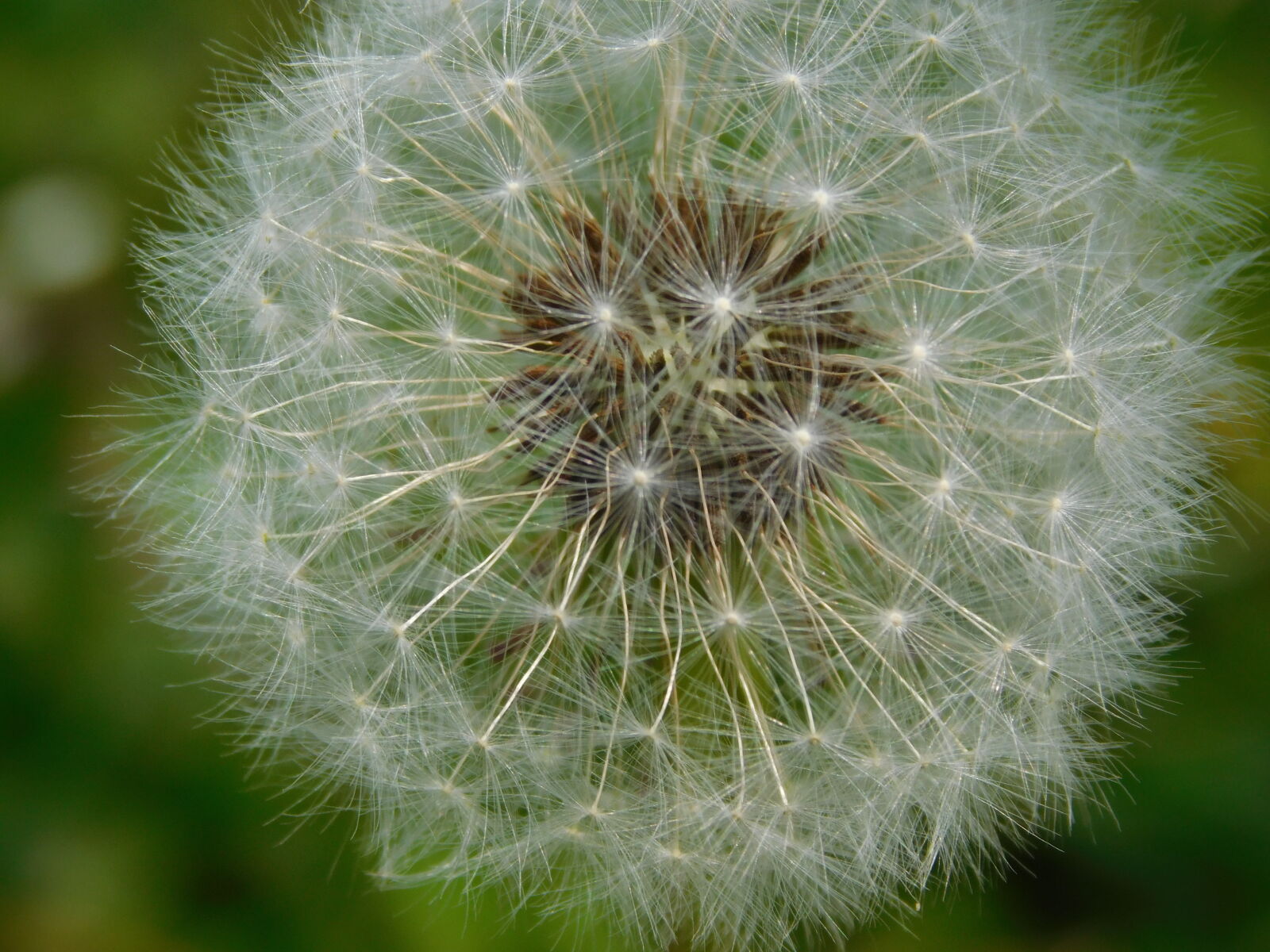 Nikon Coolpix L840 sample photo. Dandelion, flower, green, macro photography