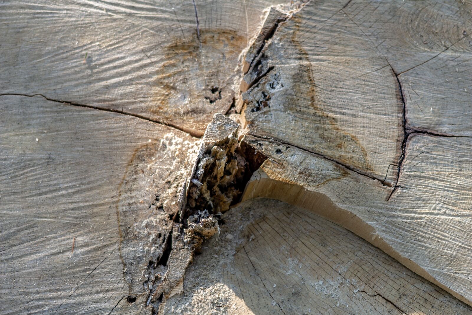 Canon EOS 100D (EOS Rebel SL1 / EOS Kiss X7) + Canon EF 40mm F2.8 STM sample photo. Wood, rub, cracks photography