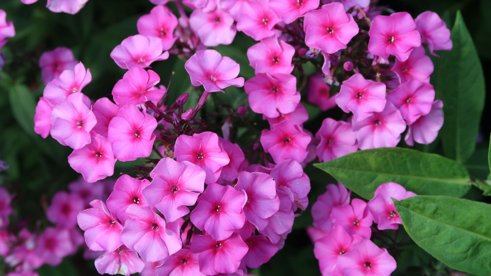 Canon PowerShot G7 X Mark II sample photo. Flowers, nature, colors photography